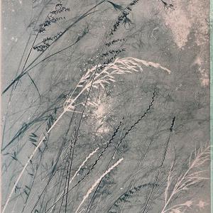 Pink Grasses IV (A04)