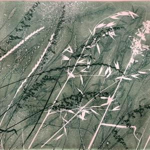 Dusky Grasses II (B13)