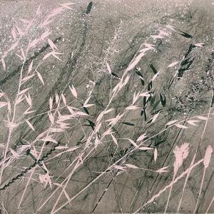 Dusky Grasses III (B14)
