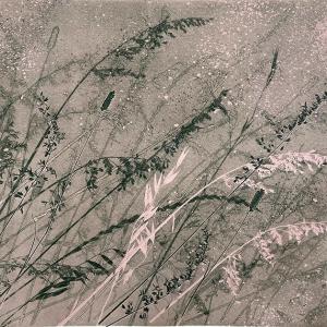 Dusky Grasses VII (B18)