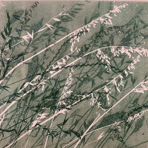Dusky Grasses IX (B20)